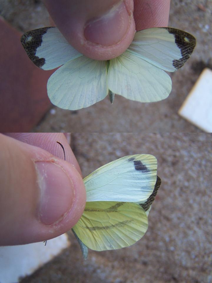 FIGURE 2 FIGURE 2
